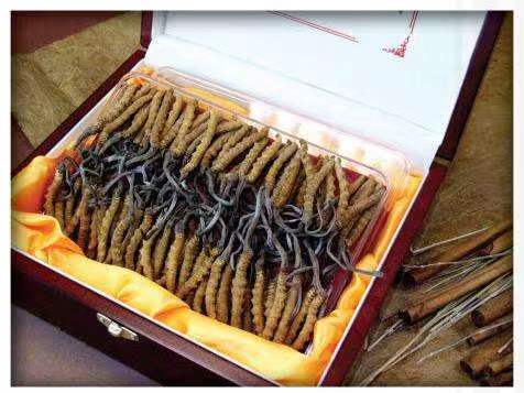 梓潼冬虫夏草回收